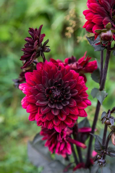 Dahlia Black Touch Dans Jardin — Photo