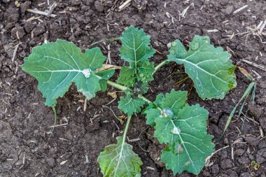 İlkbaharda kış kolza tohumu filizleri