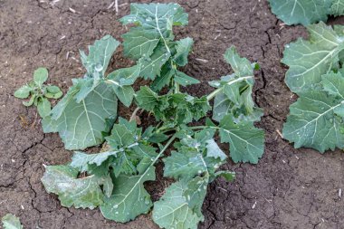  Kış tecavüzünün yeşil yaprağı. Tarlada büyüyen genç kanola 