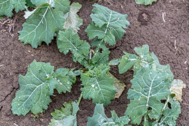 İlkbaharda kış kolza tohumu filizleri