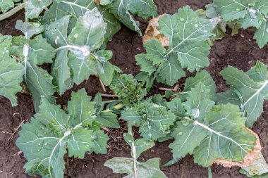 İlkbaharda kış kolza tohumu filizleri