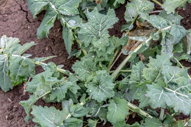 İlkbaharda kış kolza tohumu filizleri