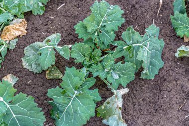 İlkbaharda kış kolza tohumu filizleri