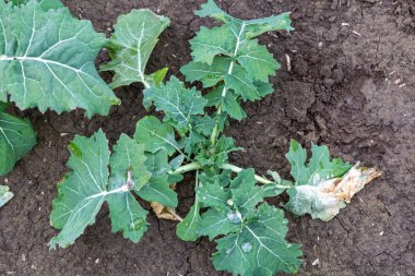  Kış tecavüzünün yeşil yaprağı. Tarlada büyüyen genç kanola 