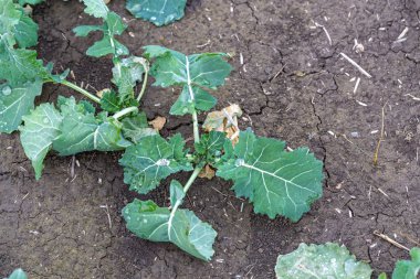  Kış tecavüzünün yeşil yaprağı. Tarlada büyüyen genç kanola 