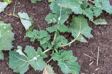  Kış tecavüzünün yeşil yaprağı. Tarlada büyüyen genç kanola 