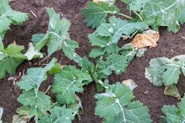  Kış tecavüzünün yeşil yaprağı. Tarlada büyüyen genç kanola 