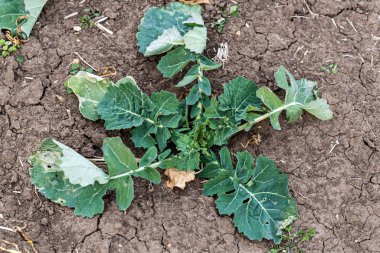  Kış tecavüzünün yeşil yaprağı. Tarlada büyüyen genç kanola 