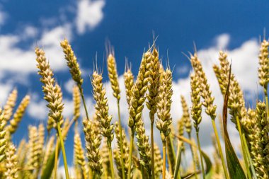 Buğday tarlası ve bulutlu mavi gökyüzü