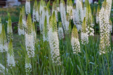 Bahçedeki Eremurus himalaicus çiçekleri