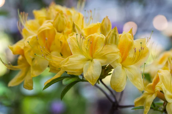 Rhododendron Lutea Bahçede Altın Gün Batımı 