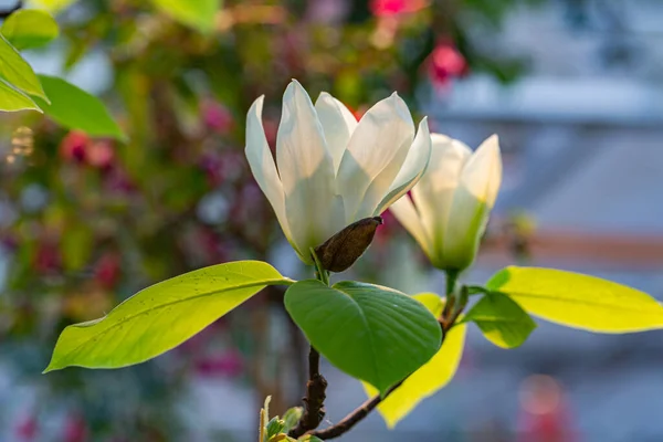 Close White Magnolia Flower Bokeh Background — Stock Photo, Image