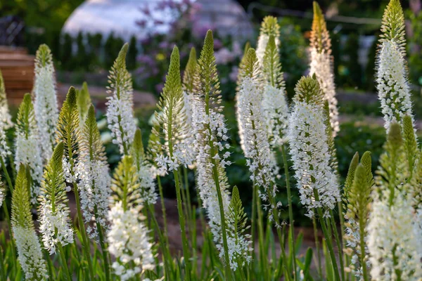Bahçedeki Eremurus himalaicus çiçekleri