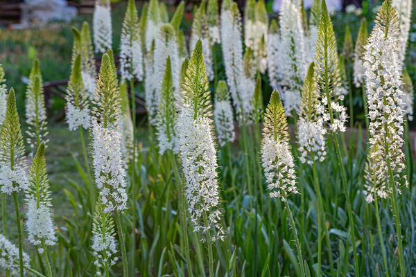 Bahçedeki Eremurus himalaicus çiçekleri