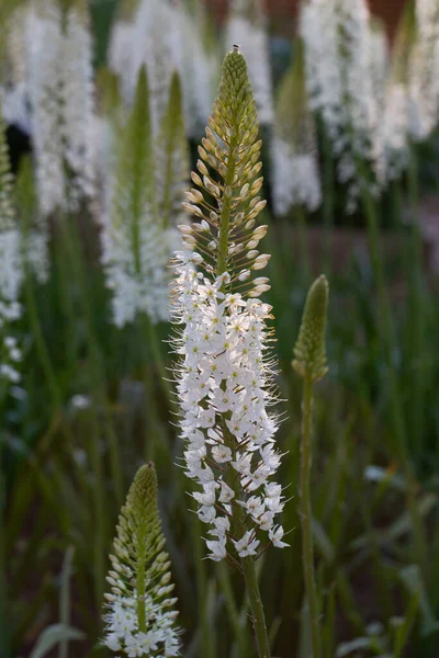 Eremurus Himalaicus Flores Jardín — Foto de Stock