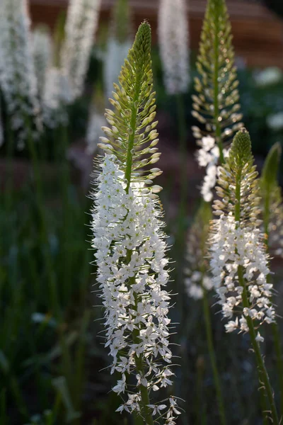 Eremurus Himalaicus Flores Jardín — Foto de Stock