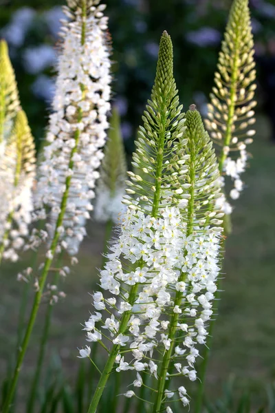 Eremurus Himalaicus Flores Jardín — Foto de Stock