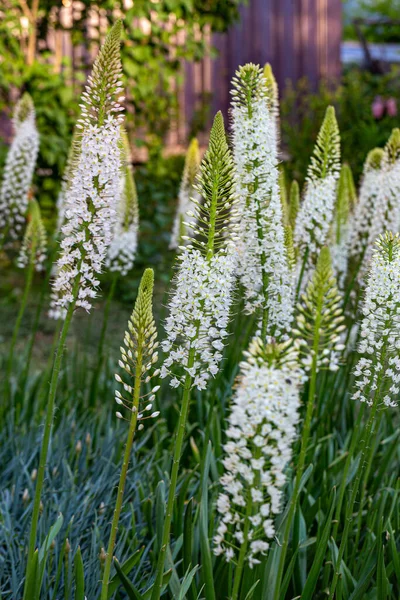 Eremurus Himalaicus Flores Jardín — Foto de Stock