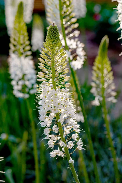 Eremurus Himalaicus Flores Jardín — Foto de Stock