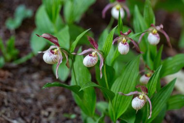 Lady 's Slipper Orchid (Cypripedium calceolus) parkta