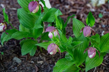 Lady 's Slipper Orchid (Cypripedium calceolus) parkta