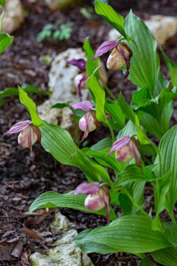 Lady 's Slipper Orchid (Cypripedium calceolus) parkta