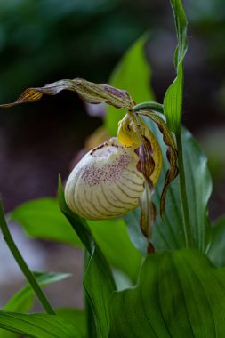 Lady 's Slipper Orchid (Cypripedium calceolus) parkta
