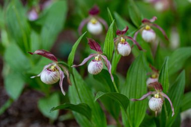 Lady 's Slipper Orchid (Cypripedium calceolus) parkta