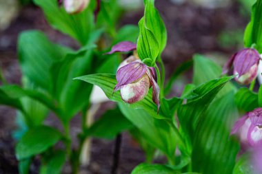 Lady 's Slipper Orchid (Cypripedium calceolus) parkta