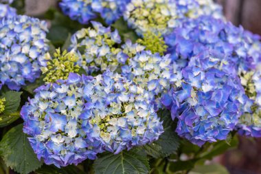 Makrophylla ortancalarının güzel çiçekleri