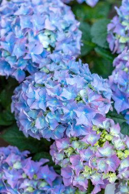 Makrophylla ortancalarının güzel çiçekleri