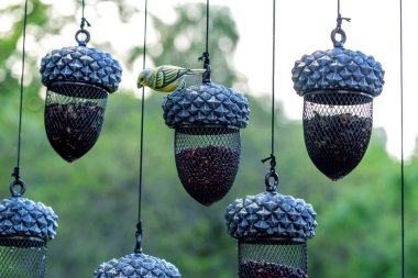 Şehirde farklı tahıllarla dolu palamut şeklinde kuş yemlikleri asıyorlar.