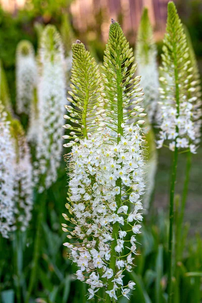 Eremurus Himalaicus Flores Jardín — Foto de Stock