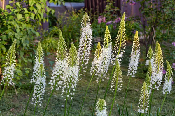 Bahçedeki Eremurus himalaicus çiçekleri