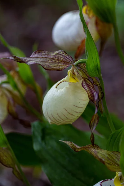 Babouche Dame Orchidée Cypripedium Calceolus Dans Parc — Photo