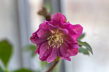 Helleborus Orientalis Çift Ellen Red