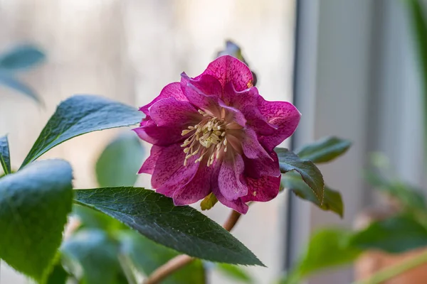 Helleborus Orientalis Double Ellen Red — Fotografia de Stock