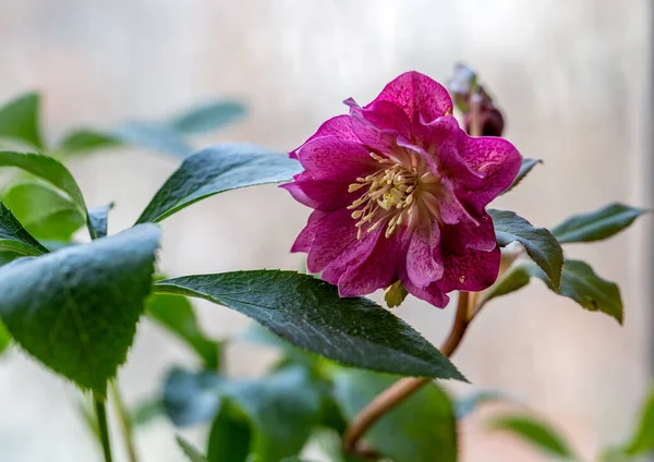 Helleborus Orientalis Double Ellen Red — Fotografia de Stock