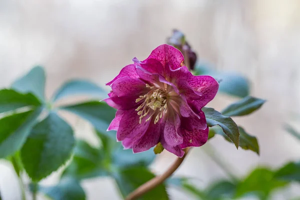 Helleborus Orientalis Double Ellen Red — Fotografia de Stock