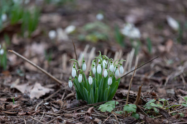 Flowers of snowdrop Galanthus nivalis