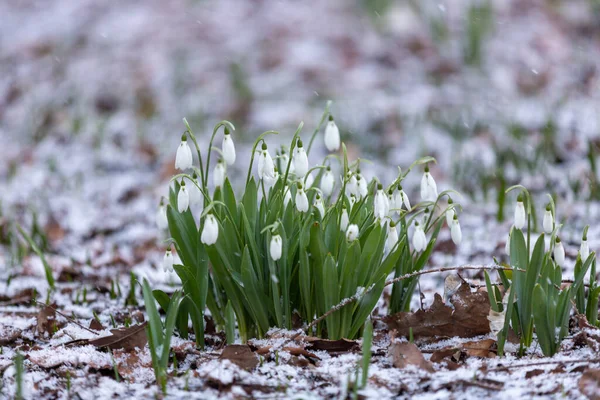 Квіти Снігу Галантус Нікаліс — стокове фото