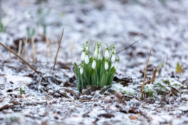 Flores Nevada Galanthus Nivalis —  Fotos de Stock