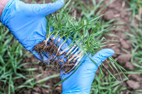 Giovane Donna Agronomo Detiene Esamina Radici Con Terreno Grano Invernale — Foto Stock