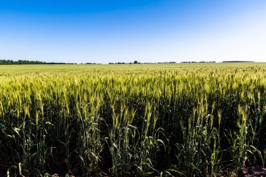 Buğday yeşili tarlalar