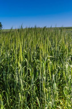 Buğday yeşili tarlalar