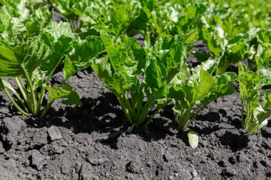 Şeker pancarı alanı