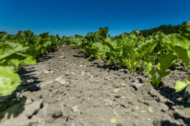 Şeker pancarı alanı