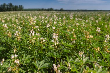 Beyaz luplu tarla