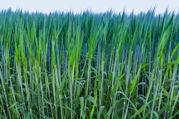 Crops Wheat Green Field — Stock Photo, Image