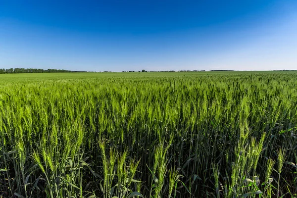 Plodiny Pšeničných Zelených Polí — Stock fotografie